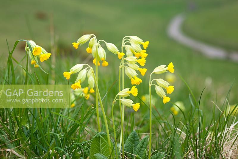 Primula veris - Cowslips growing wild in a field near Bower Chalk, Wiltshire. 