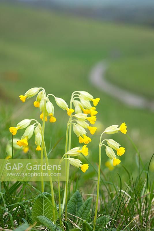 Primula veris - Cowslips growing wild in a field near Bower Chalk, Wiltshire. 