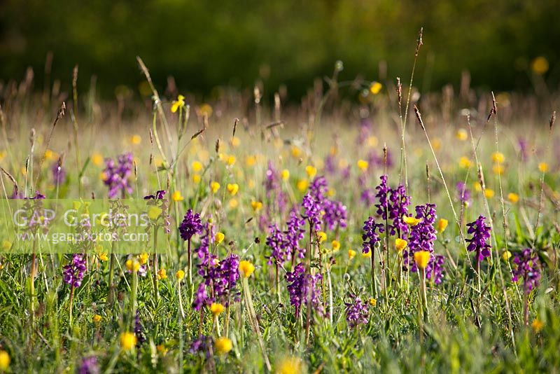 Green Winged Orchids and buttercups in Marden Meadow, Kent Orchis morio, Anacamptis morio