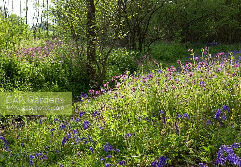 Red Campion and bluebells growing wild in a wood at Sissinghurst. Silene dioica syn. Melandrium rubrum and Hyacinthoides non-scripta