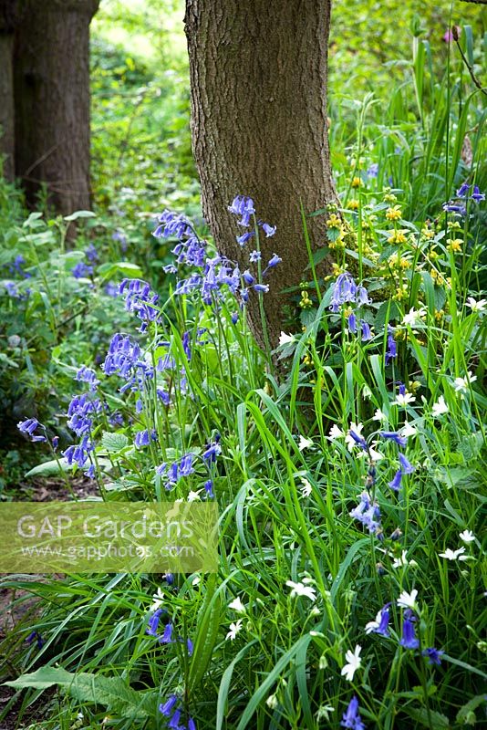 Bluebells in a wood near Sissinghurst with stitchwort and archangel. Hyacinthoides non-scripta
