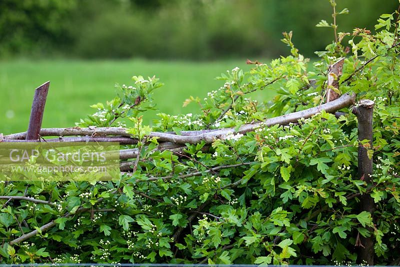Layered native hedge. Hawthorn - Crataegus monogyna