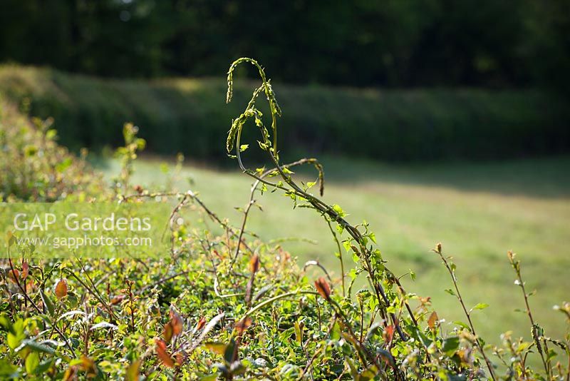  Tamus communis - Black Bryony shoots in hedge near Perch Hill.