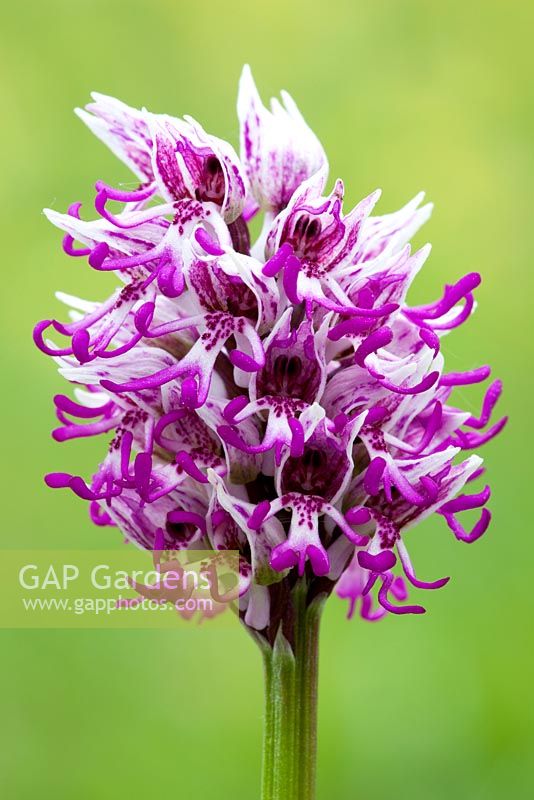 Orchis simia - Monkey Orchid. 