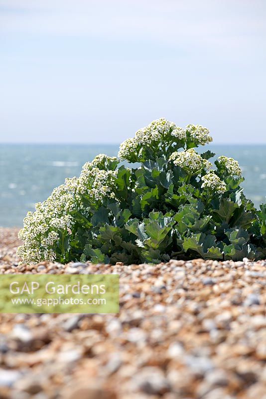 Crambe maritima - Sea Kale growing wild on the beach at Dungeness. 