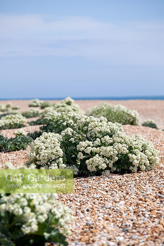 Crambe maritima - Sea Kale growing wild on the beach at Dungeness. 