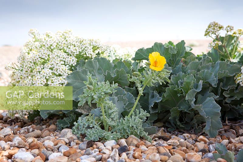Glaucium flavum and Crambe maritima - Yellow horned poppy growing next to Sea Kale on the beach at Dungeness. 