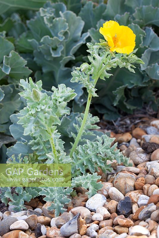 Glaucium flavum and Crambe maritima - Yellow horned poppy growing next to Sea Kale on the beach at Dungeness. 