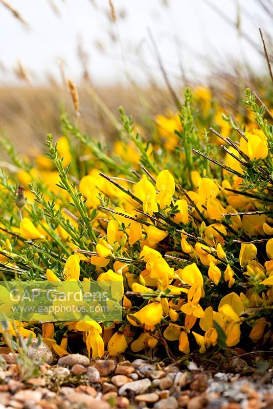 Cytisus scoparius  - Broom growing wild on the beach at Dungeness