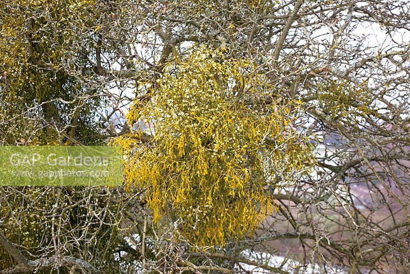 Viscum album - Mistletoe growing on fruit trees in an orchard in Worcestershire.