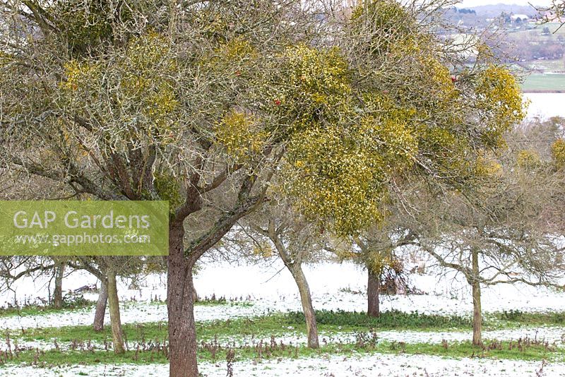 Viscum album - Mistletoe growing on fruit trees on a snowy winter's day in an orchard in Worcestershire. 