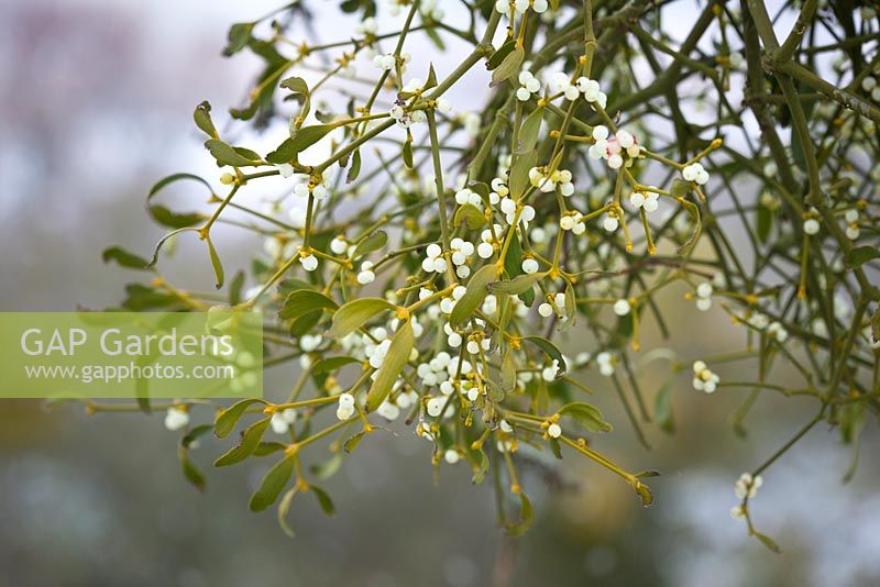 Viscum album - Mistletoe growing on fruit trees in an orchard in Worcestershire. 