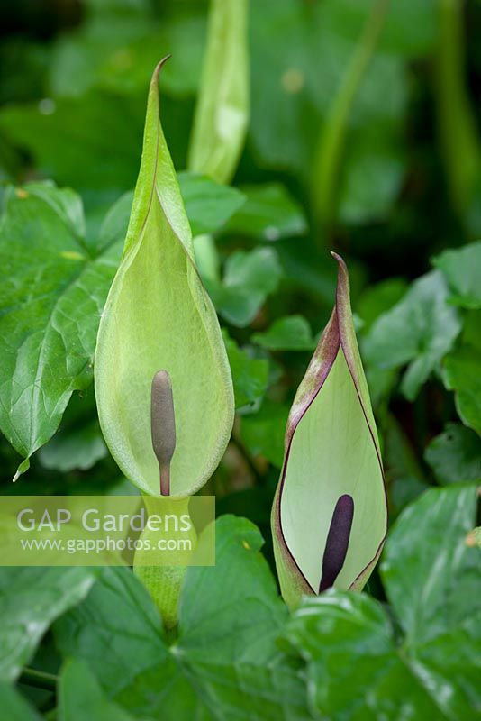 Arum maculatum. Lords and ladies growing wild at the edge of a woodland. Cuckoo Pint, Parson in the Pulpit.  