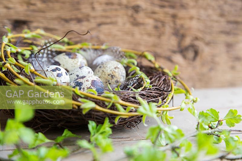Birds nest full of Quail eggs and feathers, wrapped with Weeping willow, hawthorn foliage in foreground
