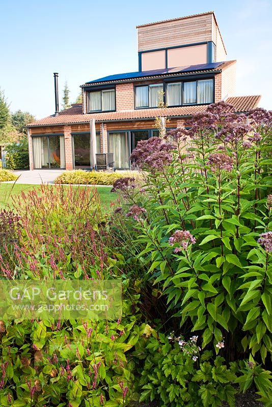 View of the house and garden. Planting includes Eupatorium 'Purple Bush', Persicaria amplexicaulis 'Taurus'