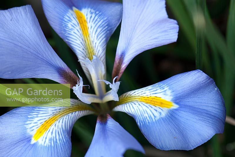 Iris unguicularis close up of flower