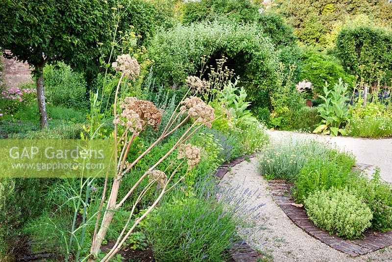 Angelica in the Walled Garden, Highgrove July 2013. 