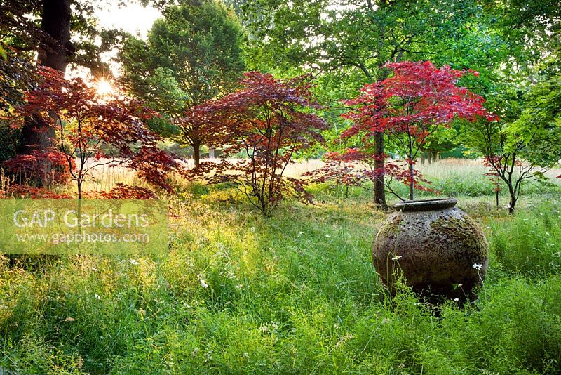 Acers in the meadow, Highgrove July 2013.