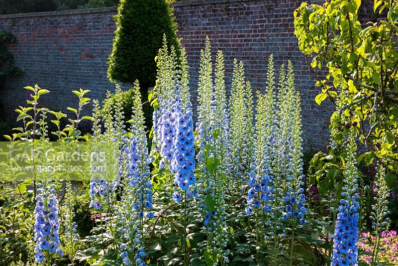 Delphiniums in the Walled Garden, Highgrove July 2013.