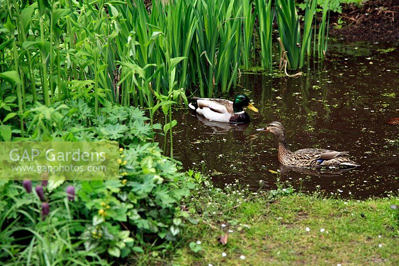 Ducks swimming in garden pond