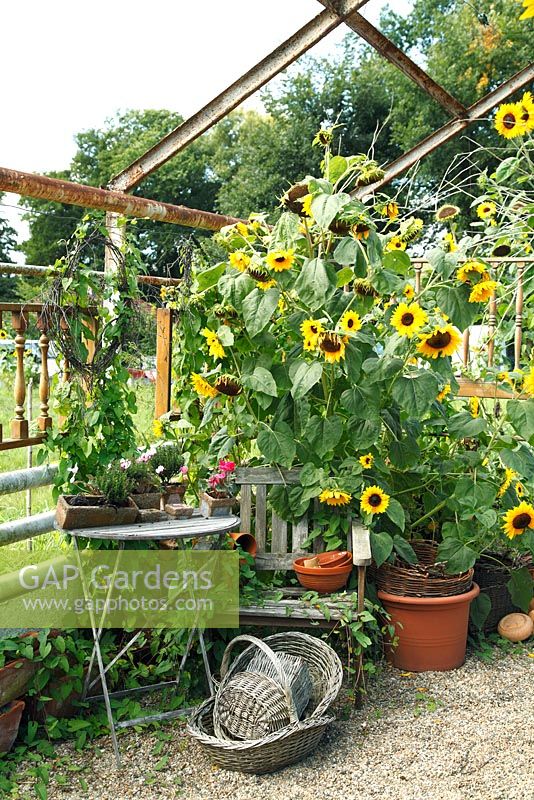 Arrangement with sunflowers, weathered chair and table in ruin of greenhouse