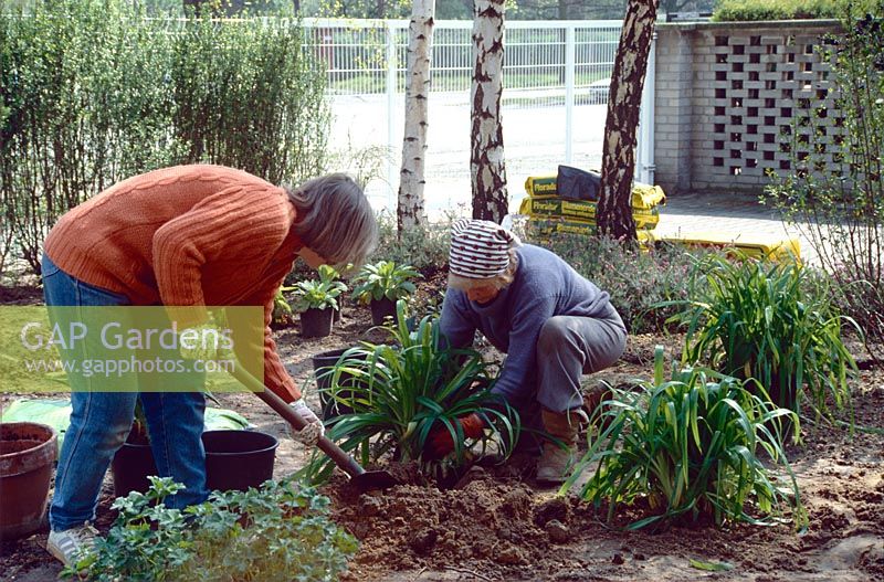 Create a mixed border in front garden - Women planting out hemerocallis 