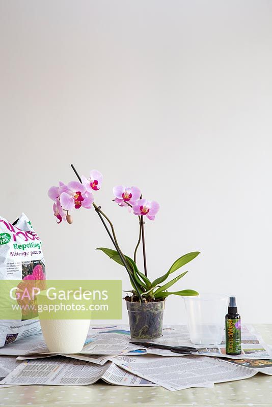 Tools and equipment on table required to care for pink Phalaenopsis - Moth Orchid 