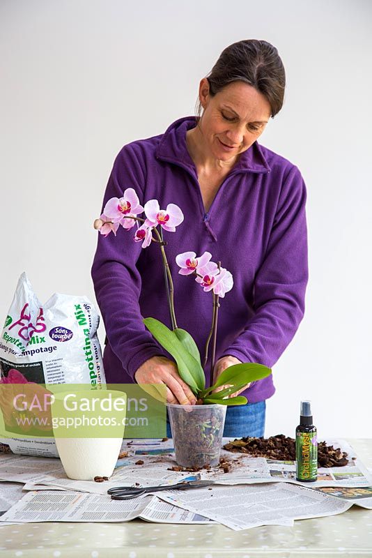 Firming in Orchid and compost. 
