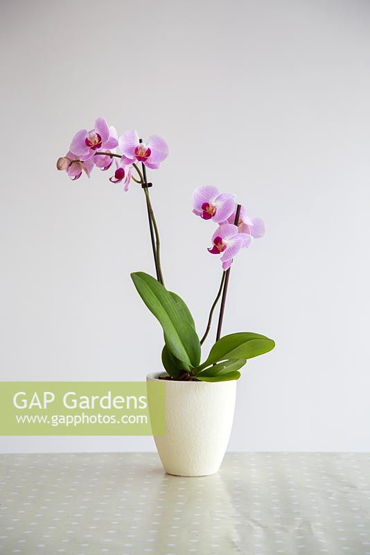 Pink Phalaenopsis - Moth Orchid