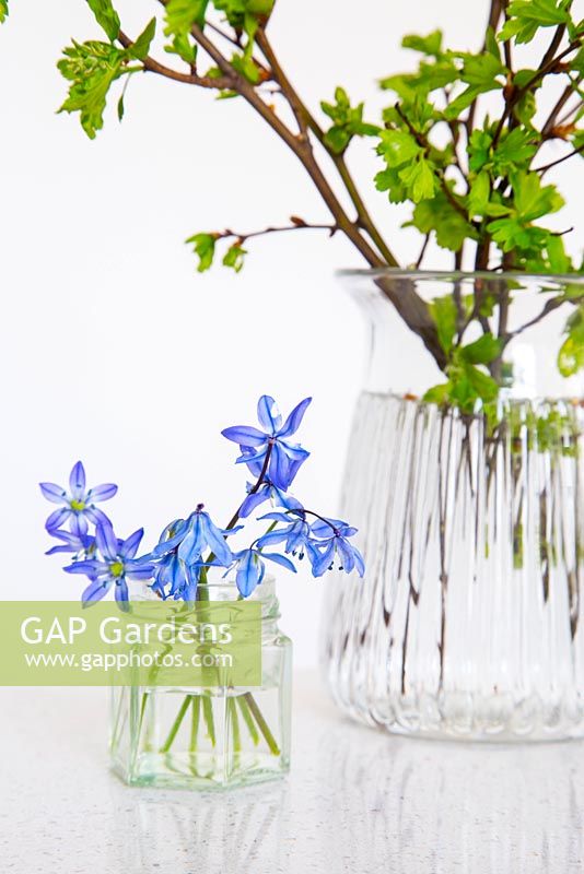 Scilla display in glass jar, with Hawthorn foliage in the background