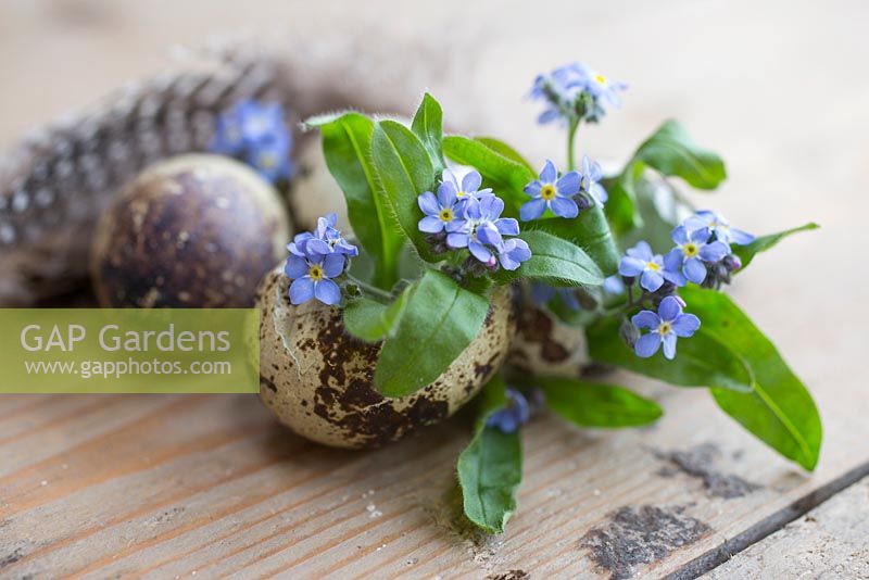 Myosotis planted in quail eggs, accompanied with feathers