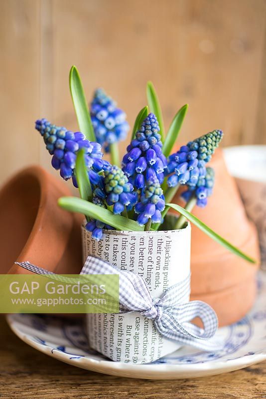 Floral display of Muscari wrapped in pages from a book, bound with ribbon.