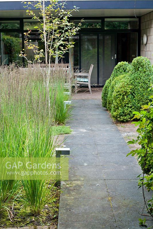 Pathway with Molinia caerulea ' Moorhexe' and box topiary in contemporary designed garden.