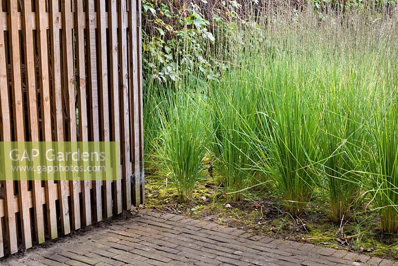 Molinia caerulea ' Moorhexe' in border next to fence in contemporary designed garden. 