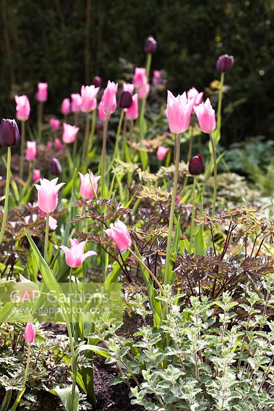 Actaea simplex 'Brunette', Tulipa 'China Pink' 6, Tulipa 'Queen of Night' 5