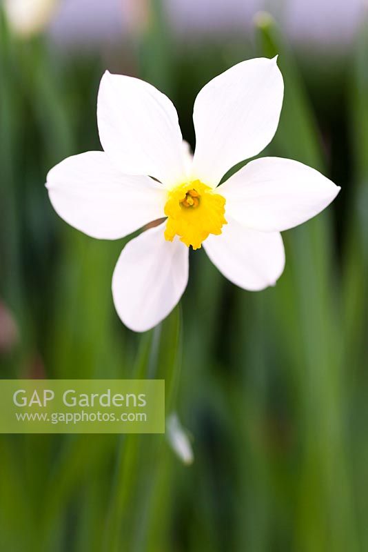 Narcissus 'White Lady' 3 x incomparabilis