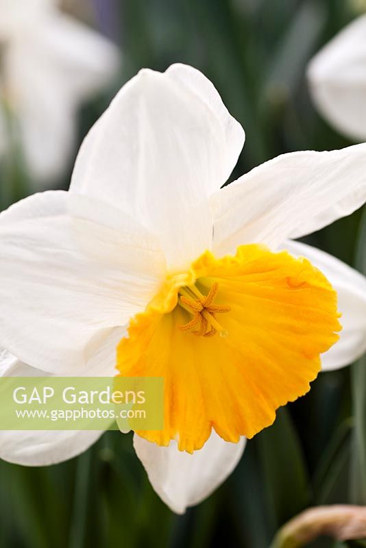 Narcissus 'Fragrant Breeze' 2 x incomparabilis