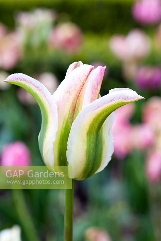 Tulipa 'Florosa' 8