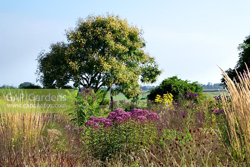 Summer borders. Piet Oudolf garden. Eupatorium Riesenschirm, Calamagrostis 'Karl Foerster', Panicum virgatum 'Shenandoah'