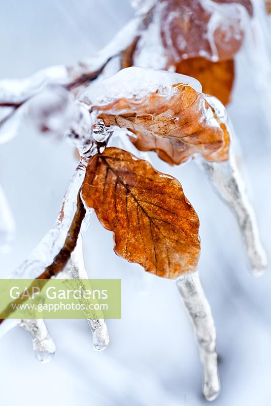 A beech leaf caught in ice.