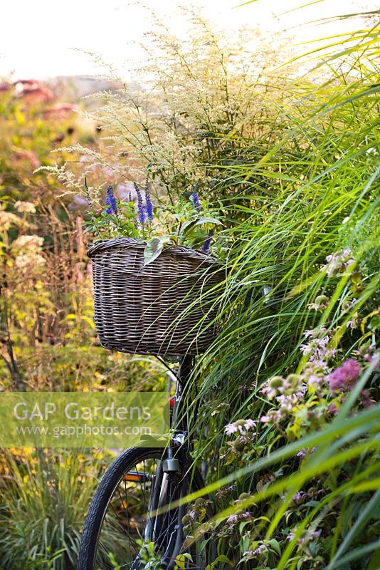 Bicycle with basket of perennials.