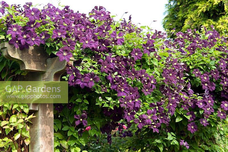 Clematis 'Etoile Violette' rambling across top of pergola
