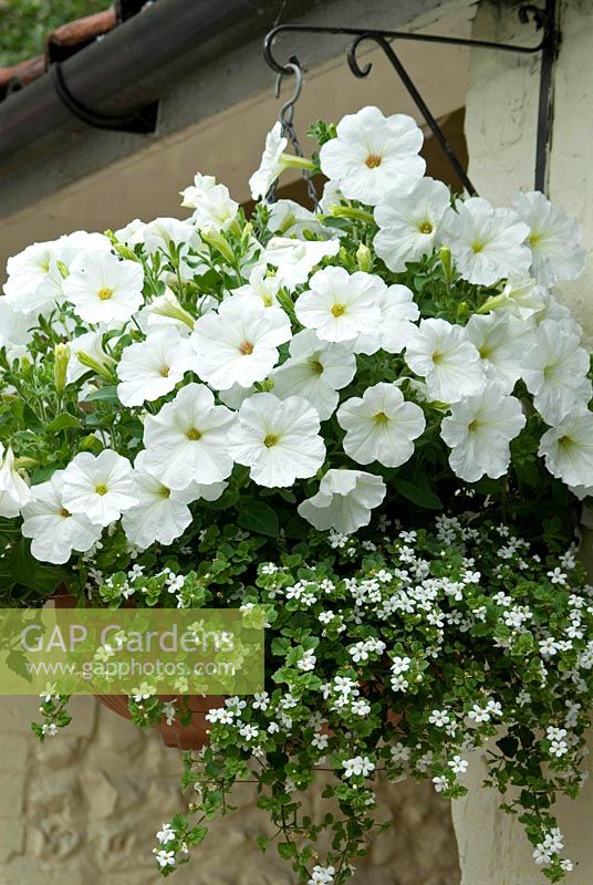Hanging basket planted with white Petunias and Bacopa 