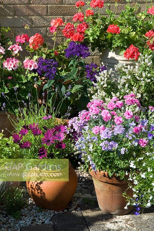 Containers planted with brightly coloured Geraniums, Verbena, Osteospermums, Pinks and Heliotropium