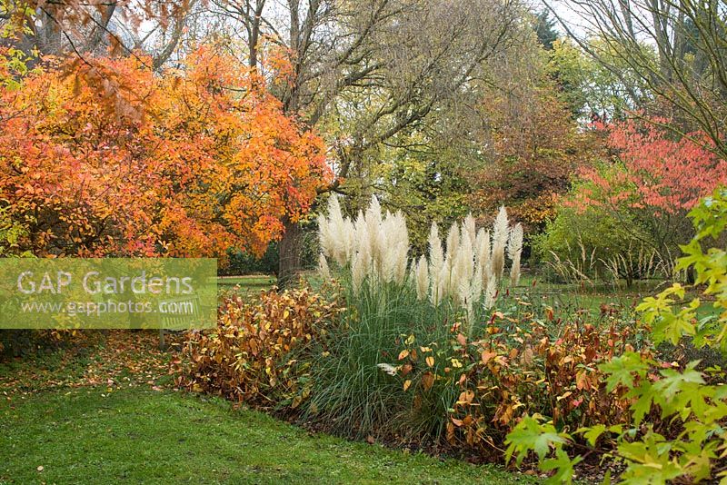 Garden in autumn with Cortaderia selloana 'Pumila' and Cotinus  'Flame'
