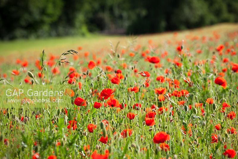Papaver rhoeas - Corn poppies growing in a cornfield at Ranscombe Farm Nature Reserve, Kent. 