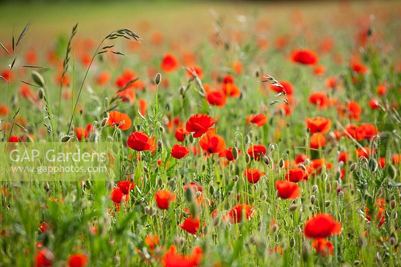 Papaver rhoeas - Corn poppies growing in a cornfield at Ranscombe Farm Nature Reserve, Kent. 
