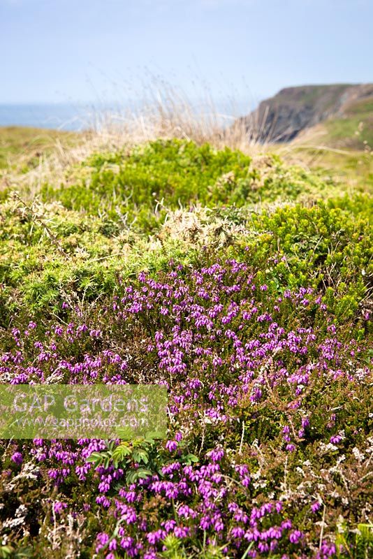 Erica cinerea - Bell Heather growing on top of the cliffs at The Lizard. 
