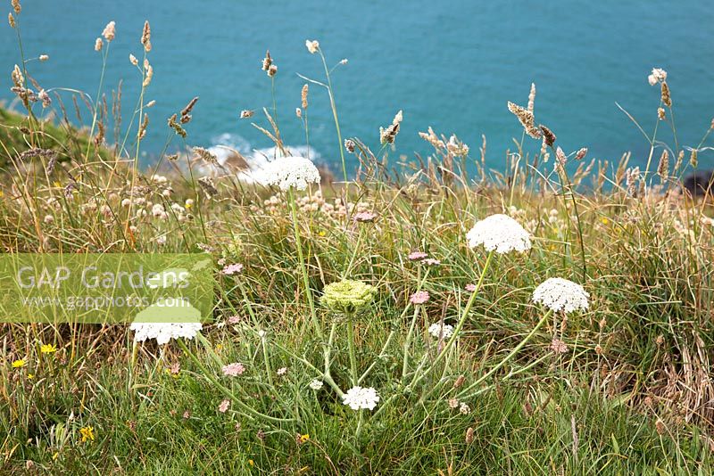 Daucus carota - Wild Carrot - also called Queen Anne's Lace, Bishop's Lace - on the cliffs at The Lizard peninsula, Cornwall. 