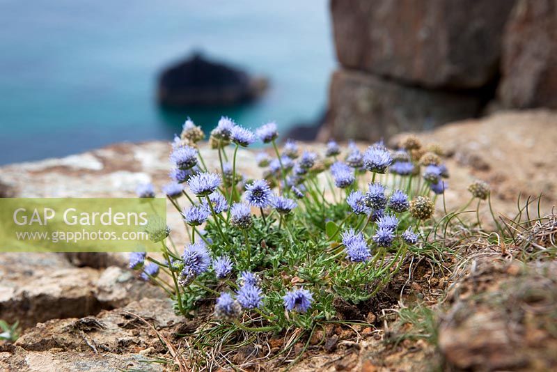 Jasione montana syn. Alepidea ciliaris - Sheep's Bit or Sheep Scabious growing wild on a cliff at The Lizard peninsula, Cornwall. 